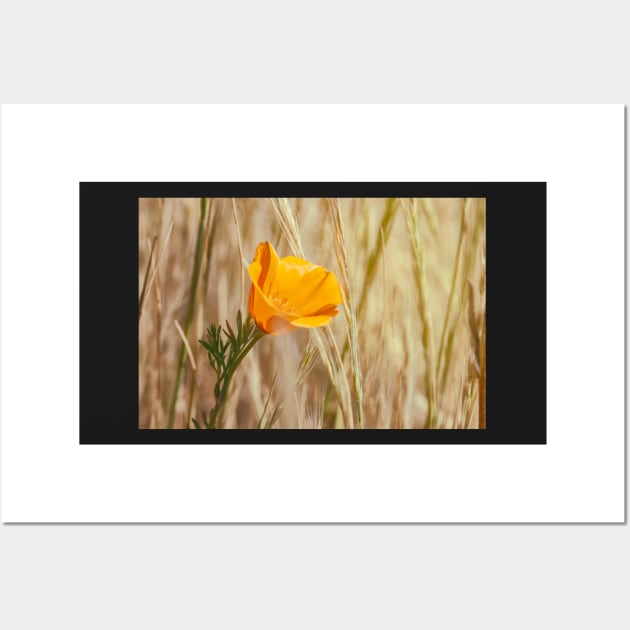 Poppy Wall Art by jvnimages